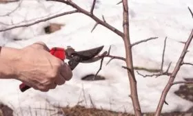 размножение яблони Слава победителям