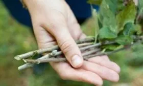 размножение яблоник Слава победителям