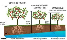 Разновидности подвоев Яблоня Мечта