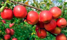 Ред (Нагафу)