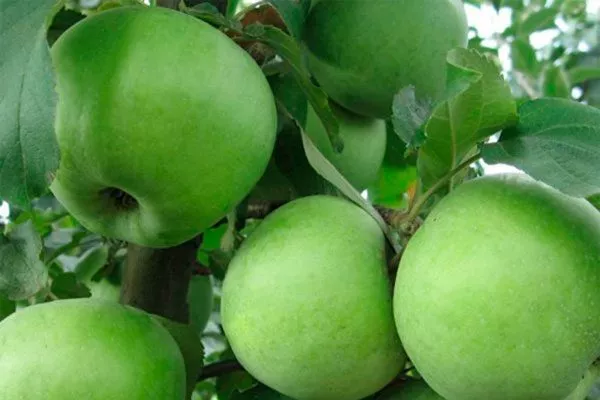 Ренет Симиренко Яблоня Флорина12