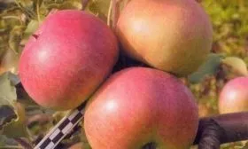 Рождественское яблоко