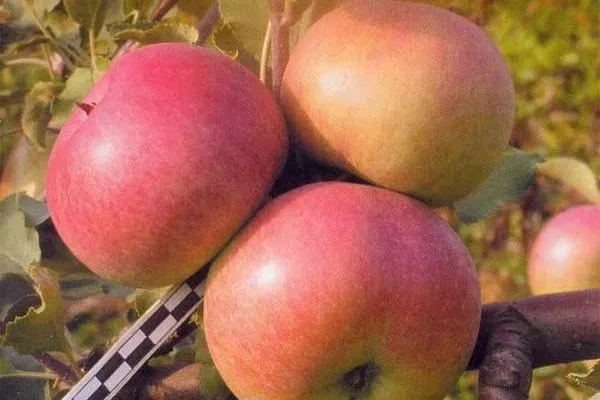 Рождественское яблоко