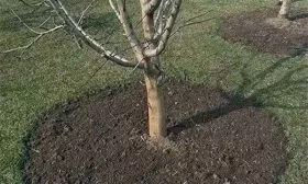 Рыхление почвы, полив Яблоня Победитель