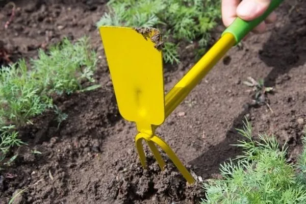 рыхление укропа Геркулес