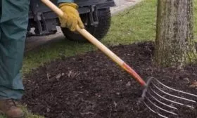 рыхление яблони сорта Пепин шафранный