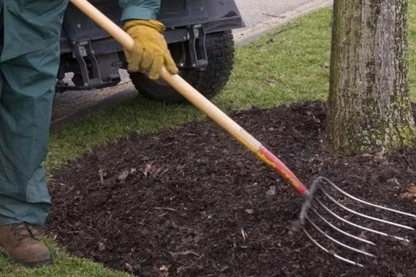 рыхление яблони сорта Пепин шафранный