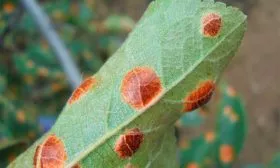 Ржавчина яблони Алеся