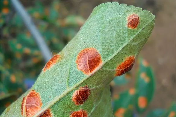 Ржавчина яблони Алеся