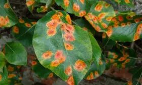 ржавчина яблони Моди7