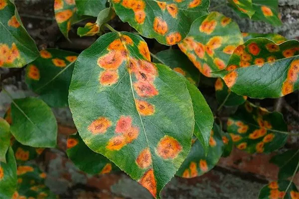 ржавчина яблони Моди7