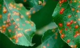 ржавчина Яблоня Гала1