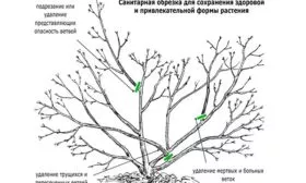санитарная обрезка яблони Моди8