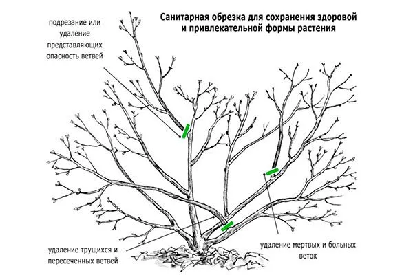 санитарная обрезка яблони Моди8