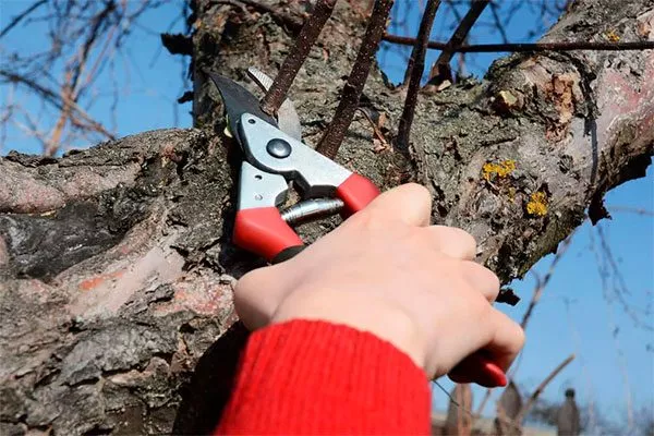 Яблоня Розовый Налив: с розовой мякотью