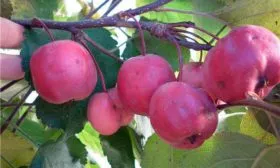 Саянский шафран1