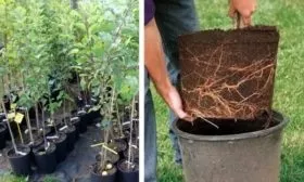 саженец яблони Малинка с закрытой корневой системой