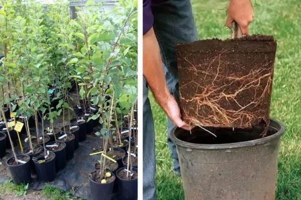 саженец яблони Малинка с закрытой корневой системой