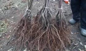 саженцы Малинки с открытыми корнями