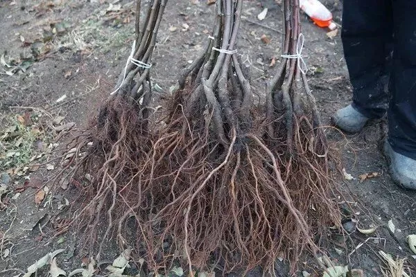 саженцы Малинки с открытыми корнями