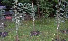 саженцы яблони Аркадик