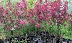 саженцы яблони Бренди Мэджик