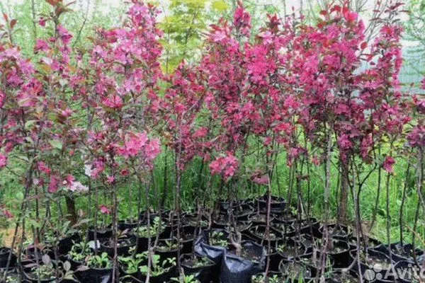 саженцы яблони Бренди Мэджик