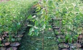 саженцы яблони Медок