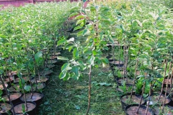 саженцы яблони Медок