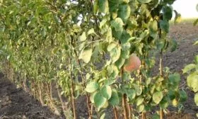 саженцы яблони сорта Народное