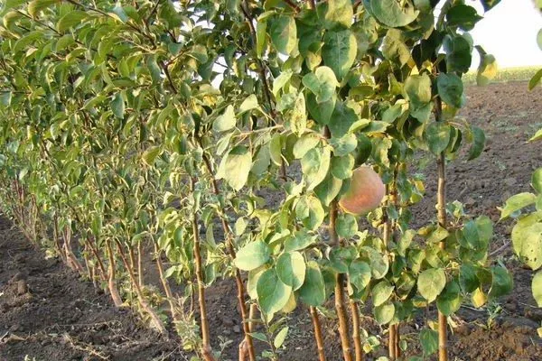 саженцы яблони сорта Народное