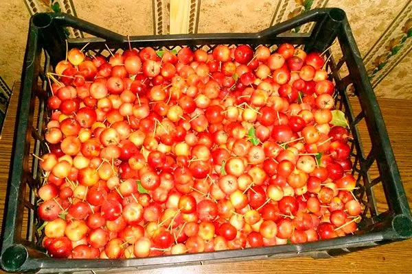 Сбор и хранение урожая ранетки