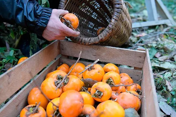 Сбор и хранение урожая