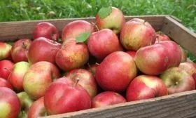 сбор и хранение яблок сорта Грушовка московская