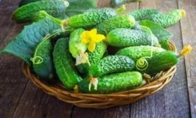 сбор огурцов сорта Алтай