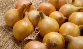 продуктивность сорта Классика