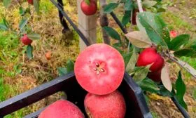 Сбор урожая