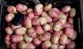 сбор урожая картофеля Иван-да-Марья