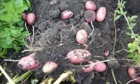 сбор урожая картофеля Лабелла