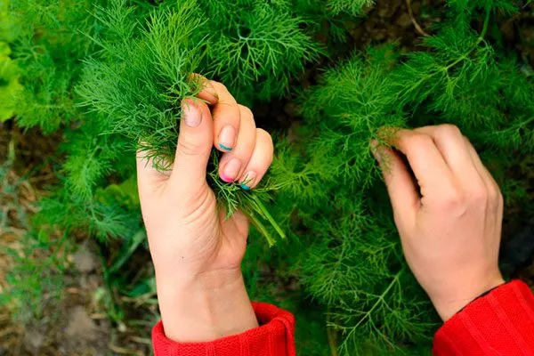 сбор урожая Укроп Карлик