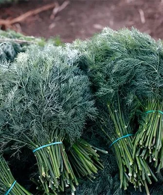 Сбор урожая Укропа Алмаз6