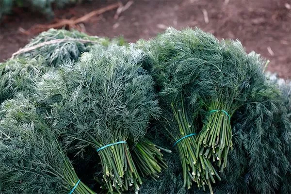 Сбор урожая Укропа Алмаз6