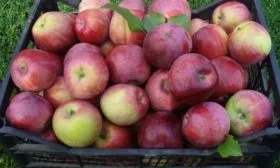 яблоки сорта Слава победителям