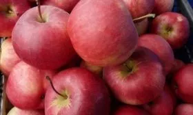 сбор урожая яблок сорта Рождественское