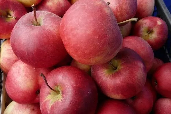 сбор урожая яблок сорта Рождественское