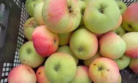 сбор урожая яблони Орловим10