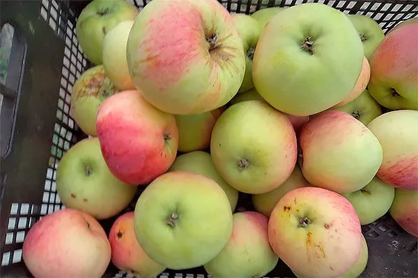 сбор урожая яблони Орловим10