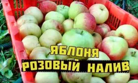сбор урожая яблони Розовый Налив13