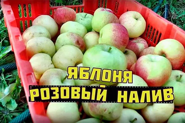 сбор урожая яблони Розовый Налив13