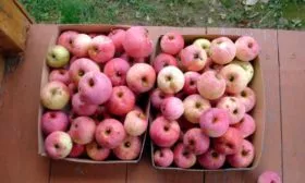 сбор урожая яблони Солнышко16